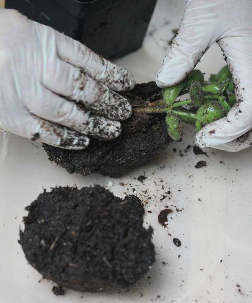 cho cây vào giữa quả cầu đất